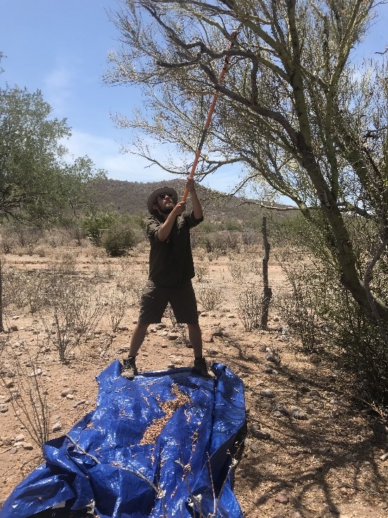 Pablo Carrillo holding a pole pruner to collect seeds from the top of a tree he is standing next to